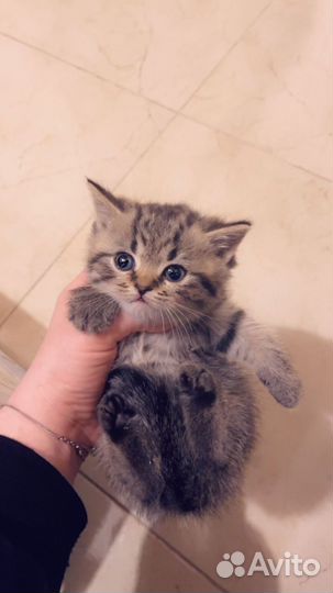 Котятки