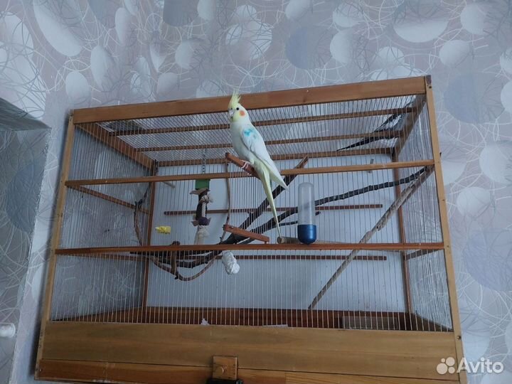 Пара Корелл