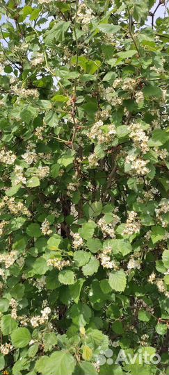 Боярышник Арнольда крупноплодный саженцы