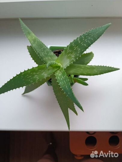 Цветок алое вера