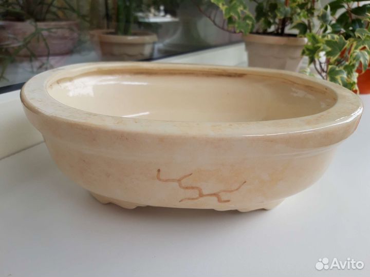 Кактусницы