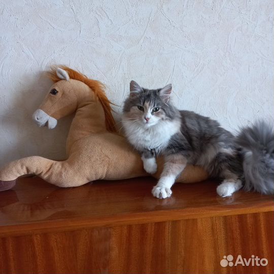 Кошки в добрые руки