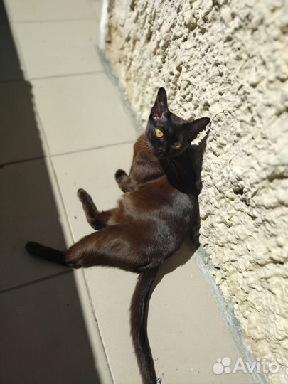 Продаются котята бурмы