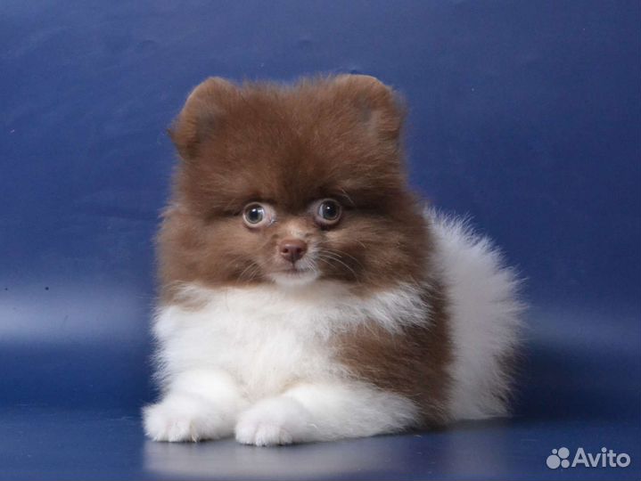 Мальчик шпиц)