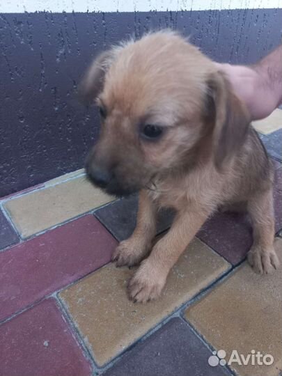 Щенки умные