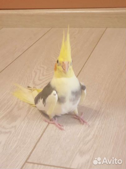 Попугай корелла красавчик