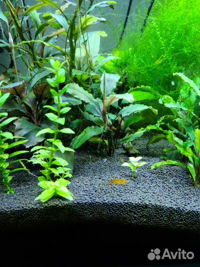 Оранжевые креветки (тыква)