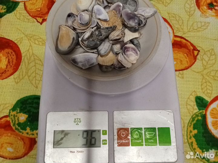 Морские ракушки