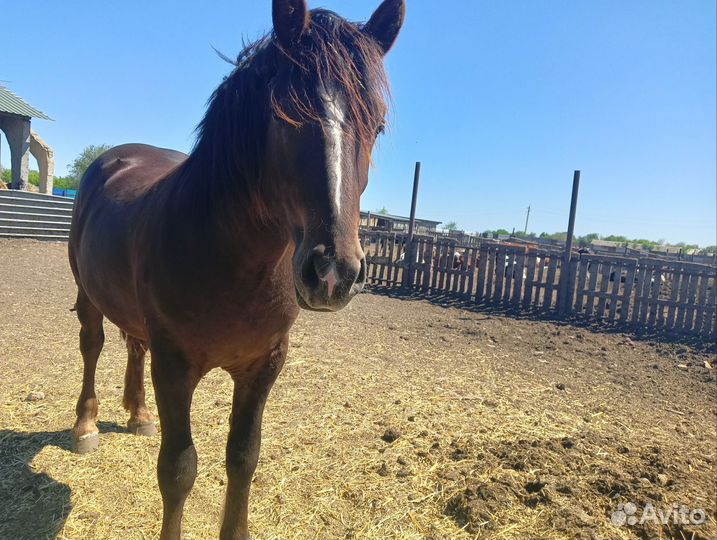 Жеребцы полутяжи