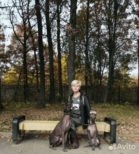 Передержка- временное содержание питомца