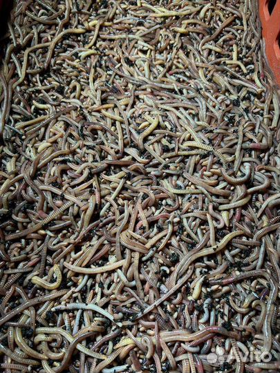 Червь на Волгу