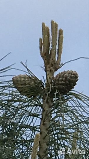 Саженцы кедра крупноплодного, быстроплодоносящего