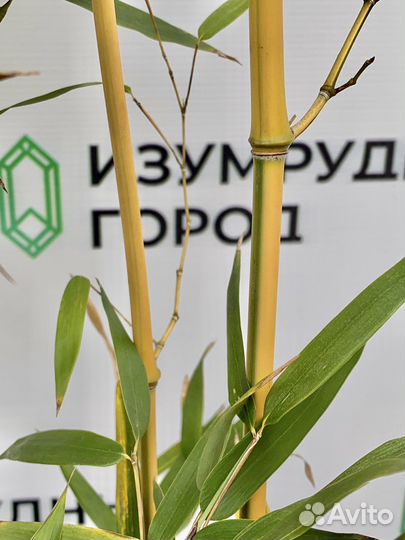 Бамбук золотой - высота 1.5 метра