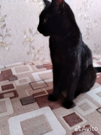 Бомбейский кот