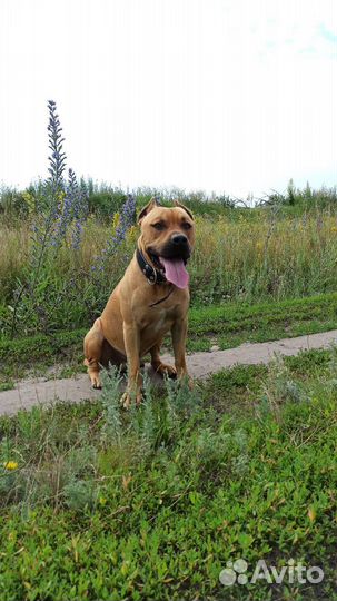 Вязка (кобель)