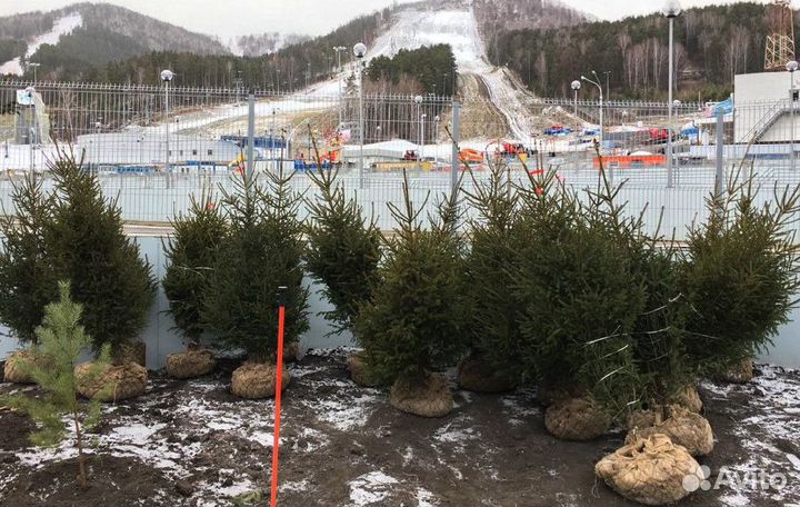 Саженцы сибирской ели экстра класс