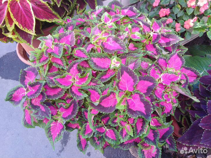 Цветы Колеусы