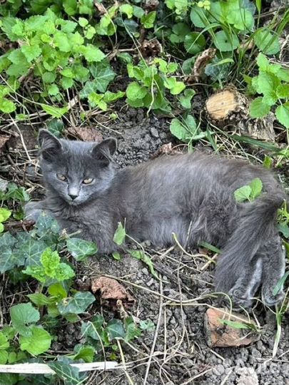 Котята бесплатно