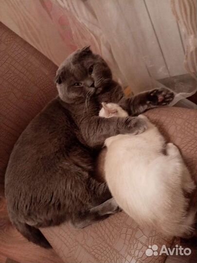 Шотландский вислоухий чистокровный кот. Случка