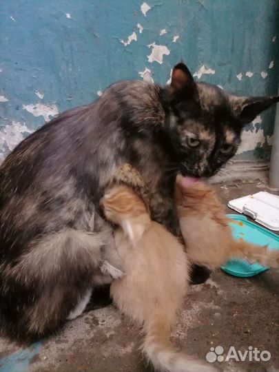 Котята в добрые руки бесплатно