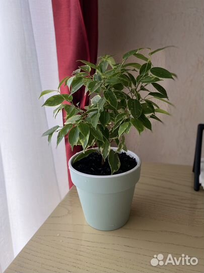 Бенджамина