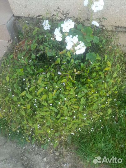 Традесканция