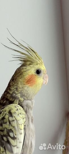 Корелла птенцы