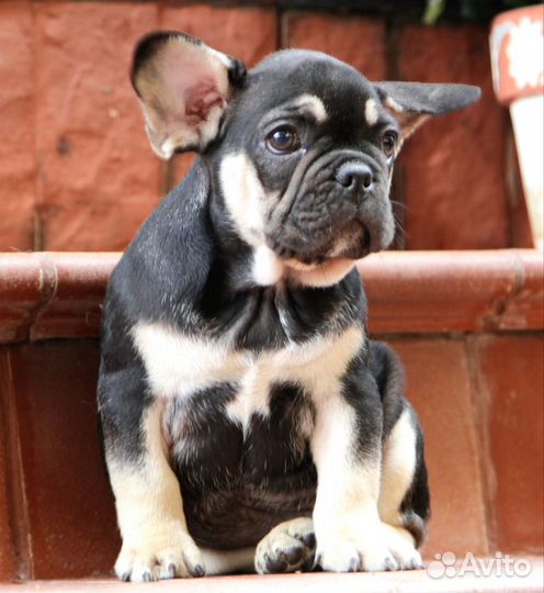 Щенок Французского бульдога мальчик