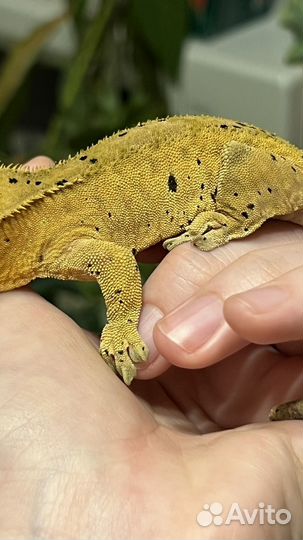 Реснитчатый бананоед далматин самец