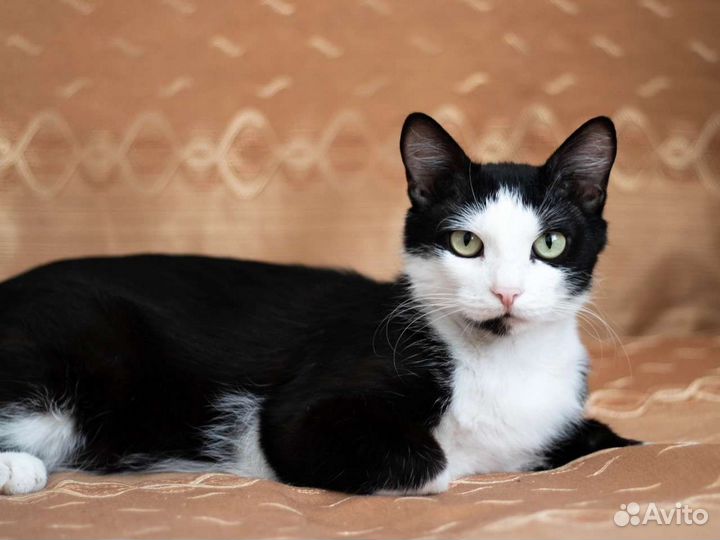 Домик для кошки