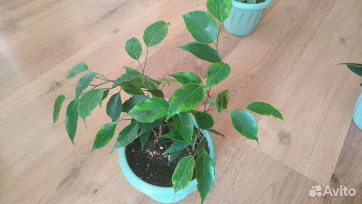 Много растений