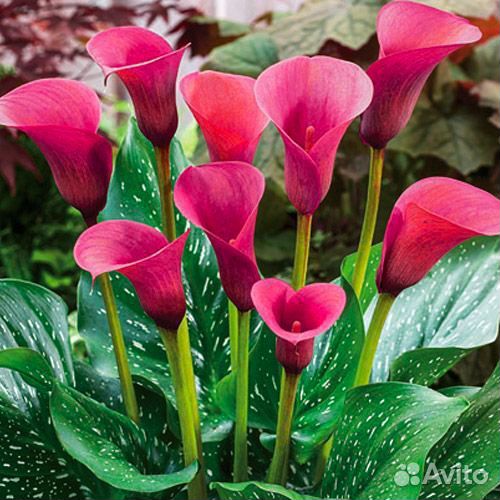 Клубни каллы