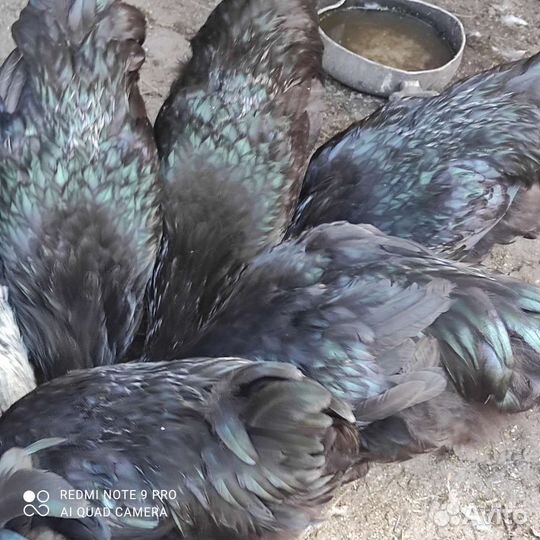 Петух джерсийский гигант. Петух Маран голубой