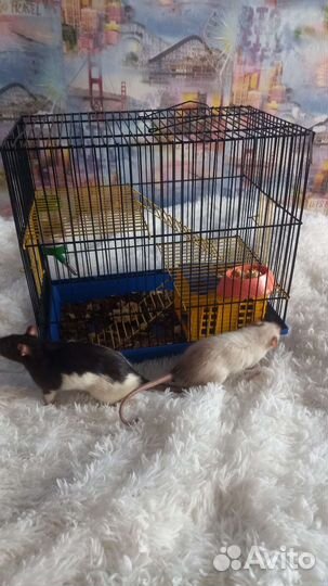 Декоративная крыса