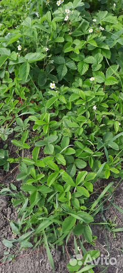 Рассада клубники и земляники