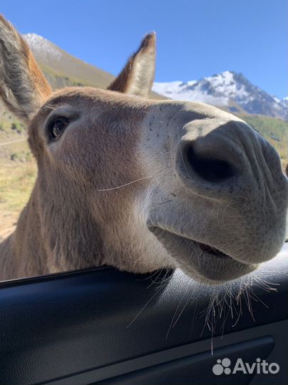 Экскурсии по Кавказу и городам кмв