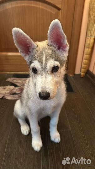 Метис хаски в добрые руки