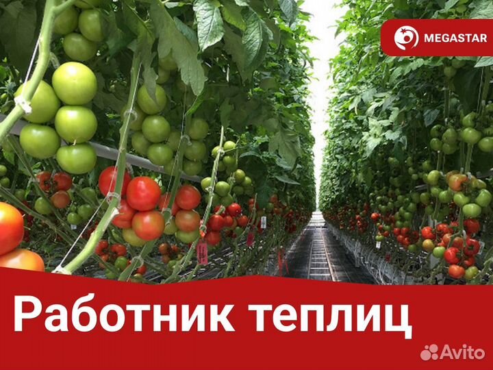 Работник теплицы