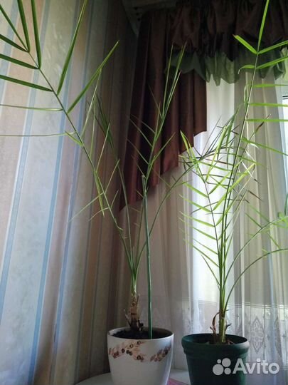 Комнатные растения