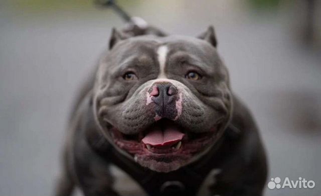 Американский булли,импорт Испания,вязка,щенки