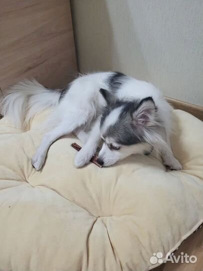 Собачье лакомство. Фермерское