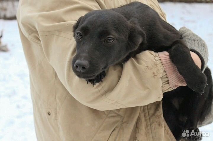 Собака Чара в добрые руки