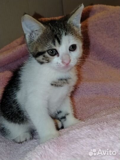 Котенок в дар