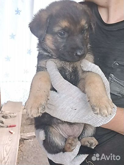 Щенки немецкой овчарки