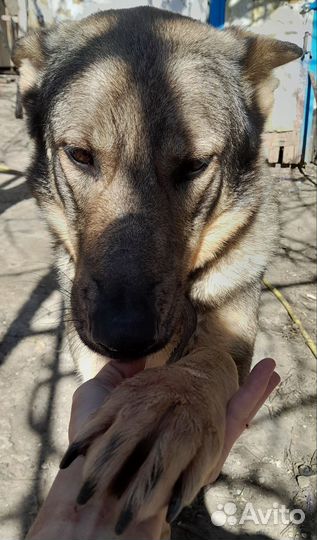 Щенок волкособаки девочка