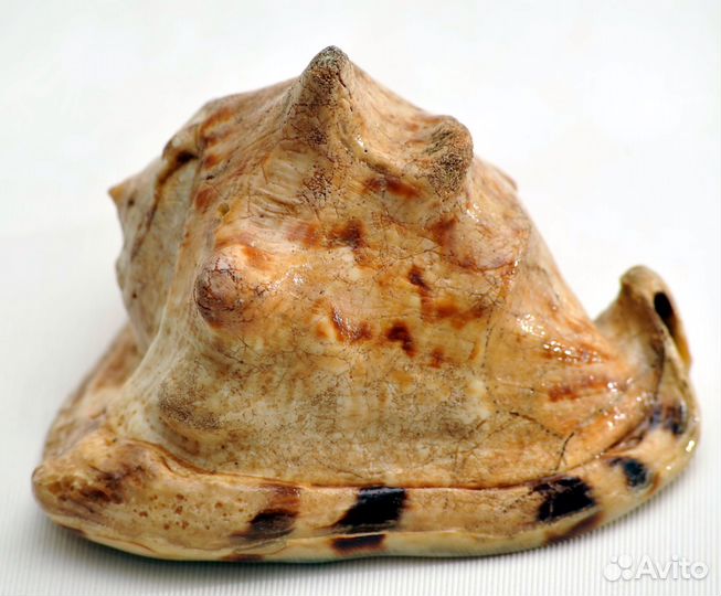 Strombus Gigas морские раковины