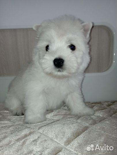 Вест хайленд уайт терьер щенки