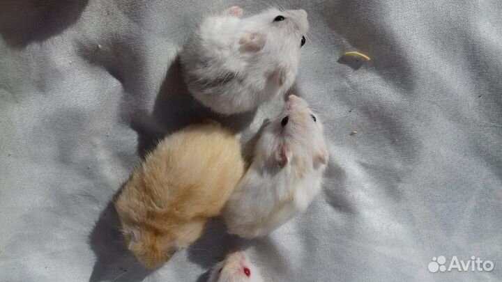 Хомяки, Морские Свинки