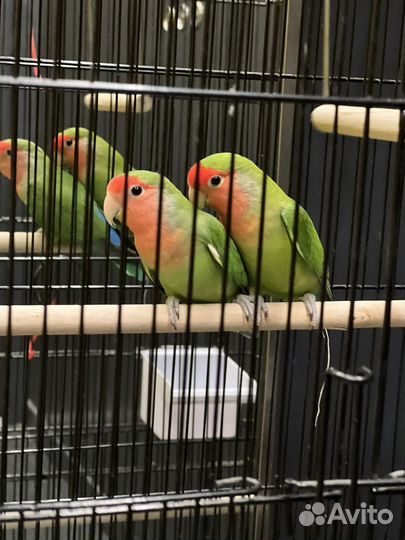 Продаю попугая с клеткой(не разлучники )