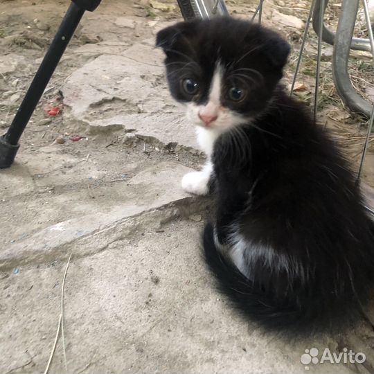 Вислоухая кошечка в добрые руки